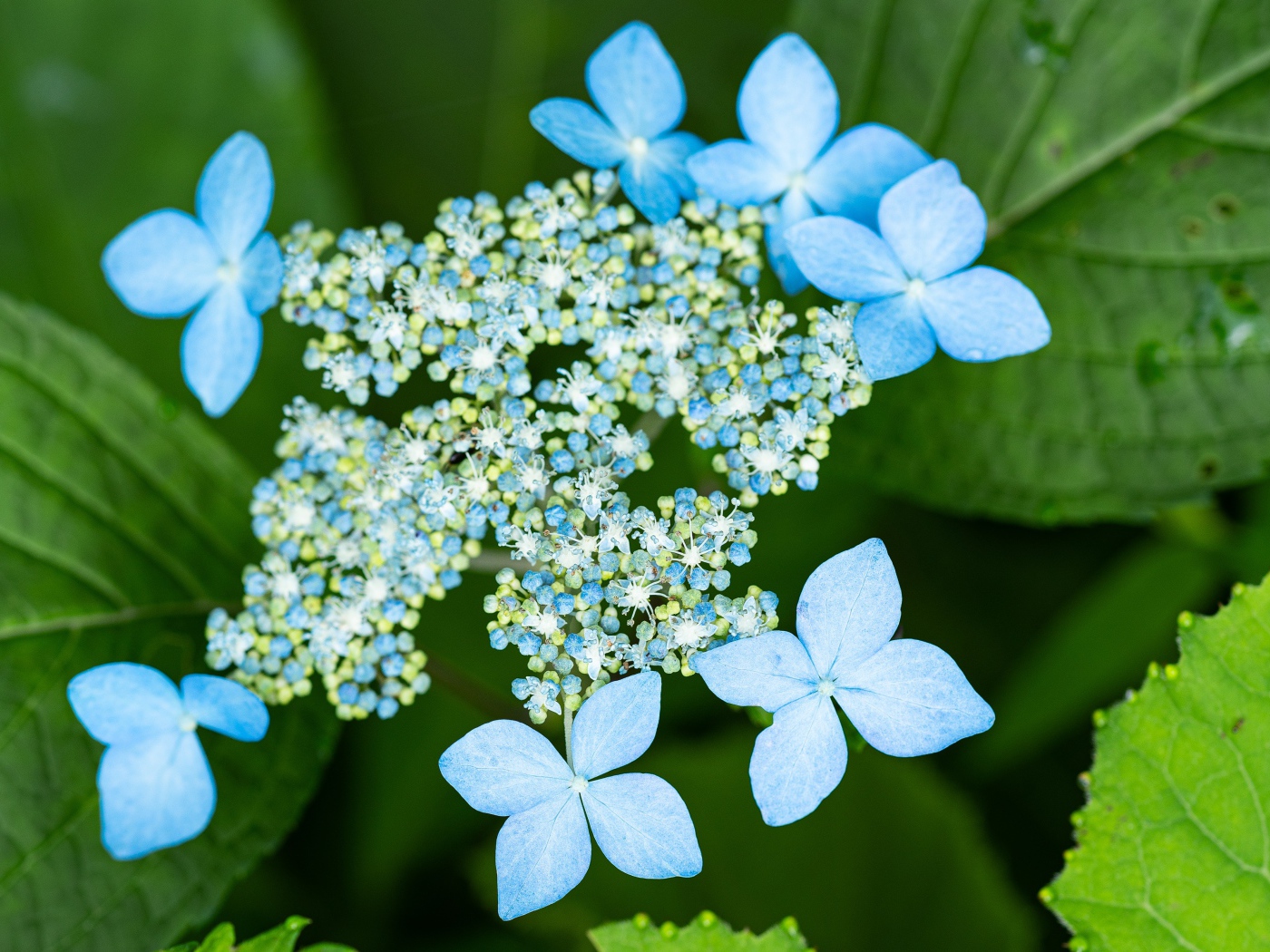 Распускающиеся цветы голубой гортензии в зеленых листьях 
