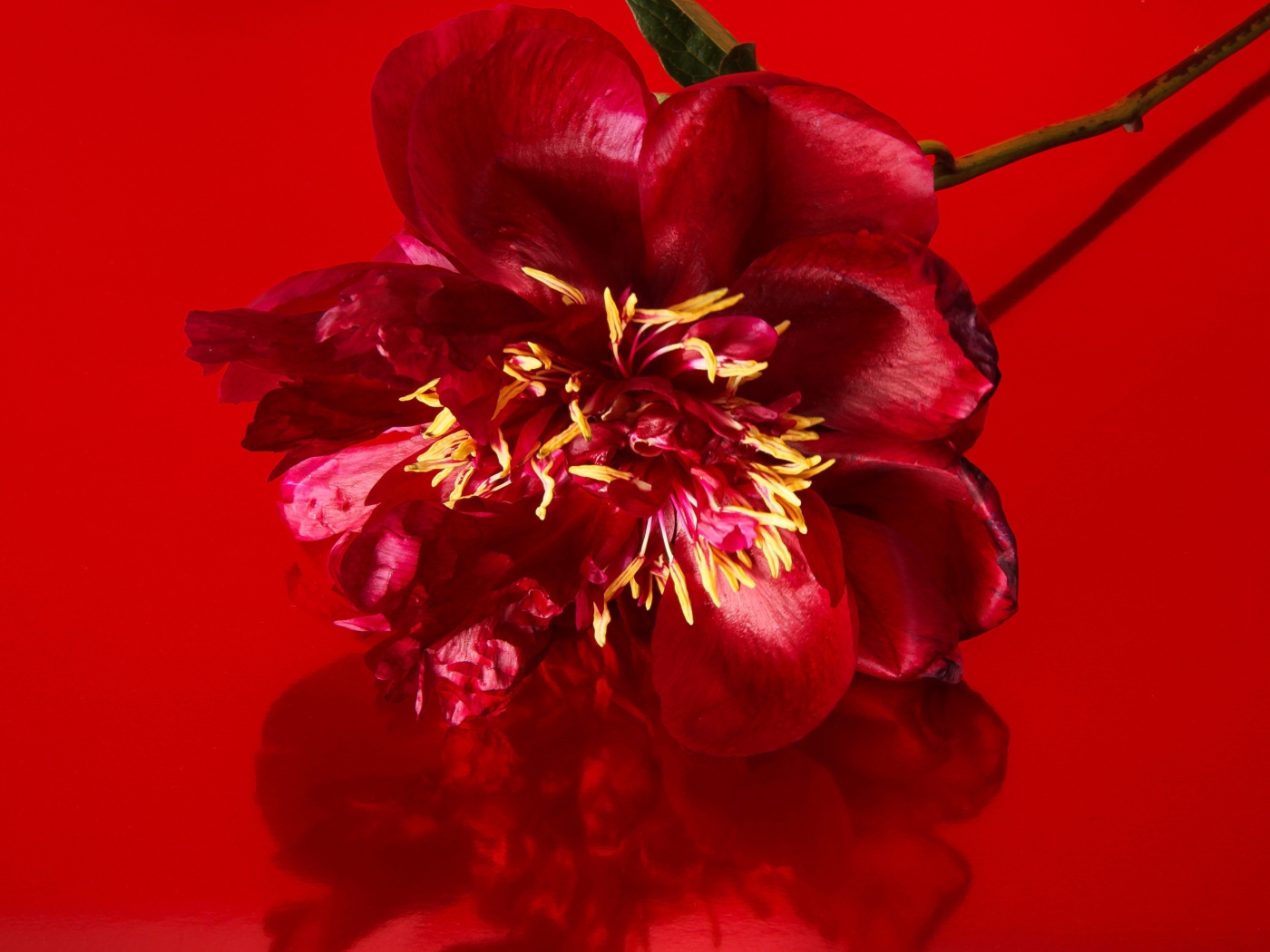 Цветок распустившегося пиона на красном фоне