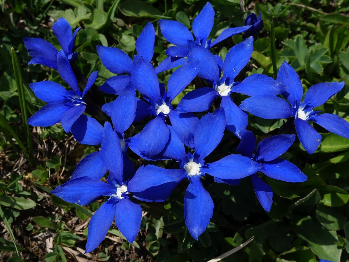 Синие цветы в лучах солнца на клумбе 