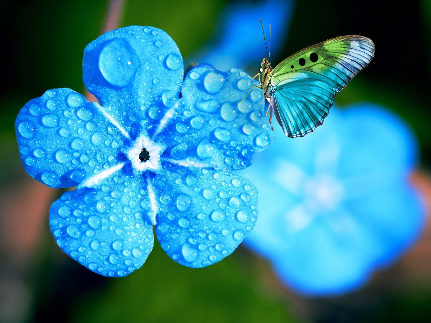 Голубой цветок незабудки в каплях росы с бабочкой 