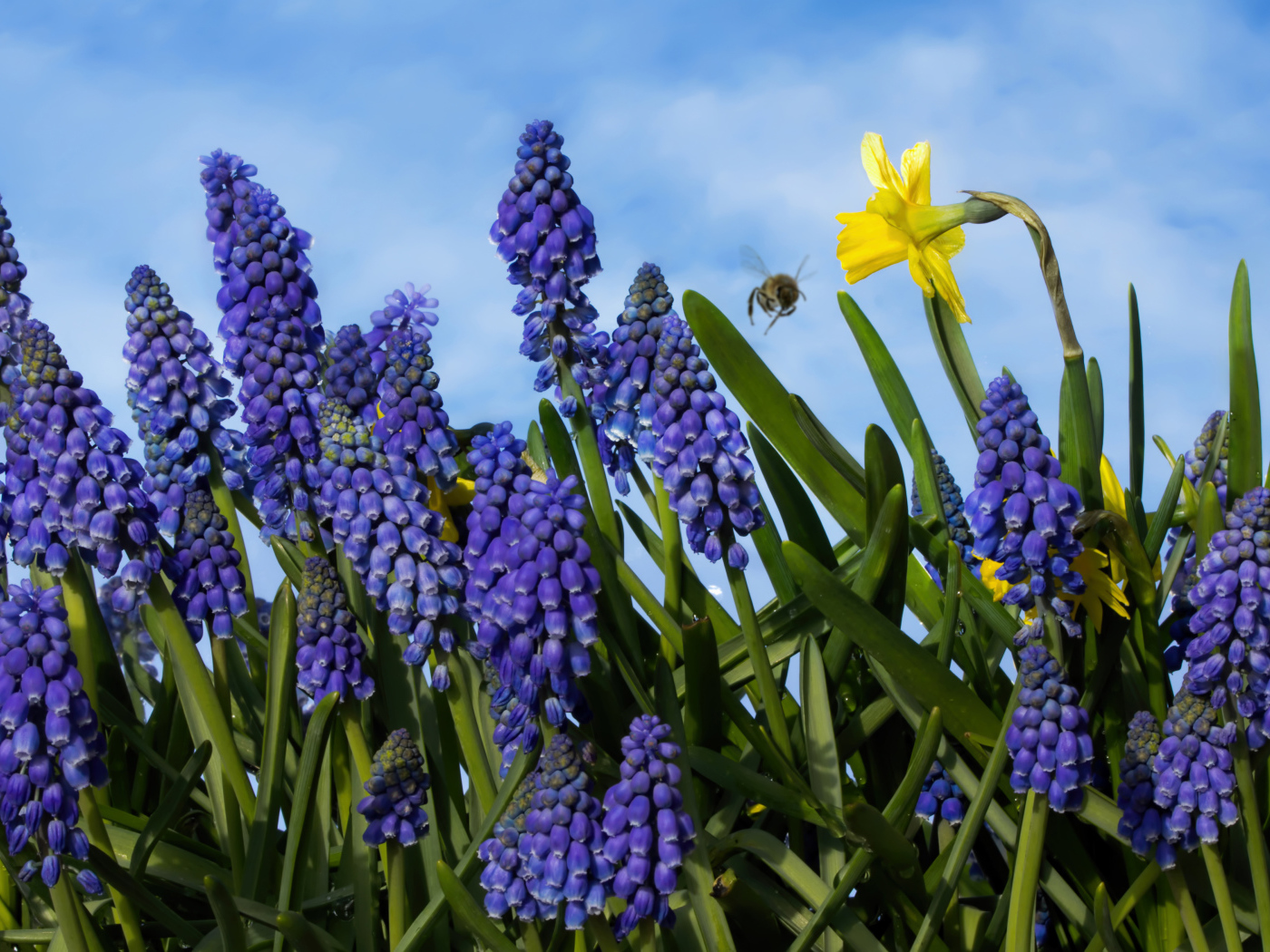 Blue muscari flowers against the blue sky