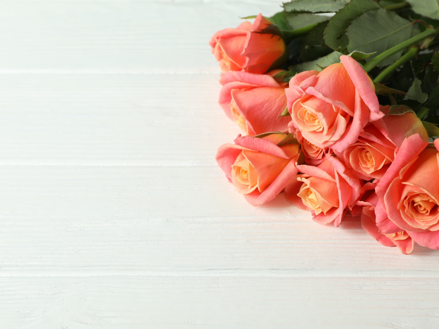 Букет нежных розовых роз на белом фоне