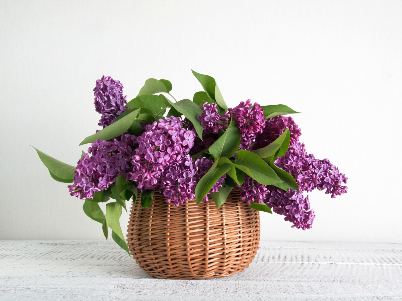 Букет свежей сирени в корзине на фоне белой стены