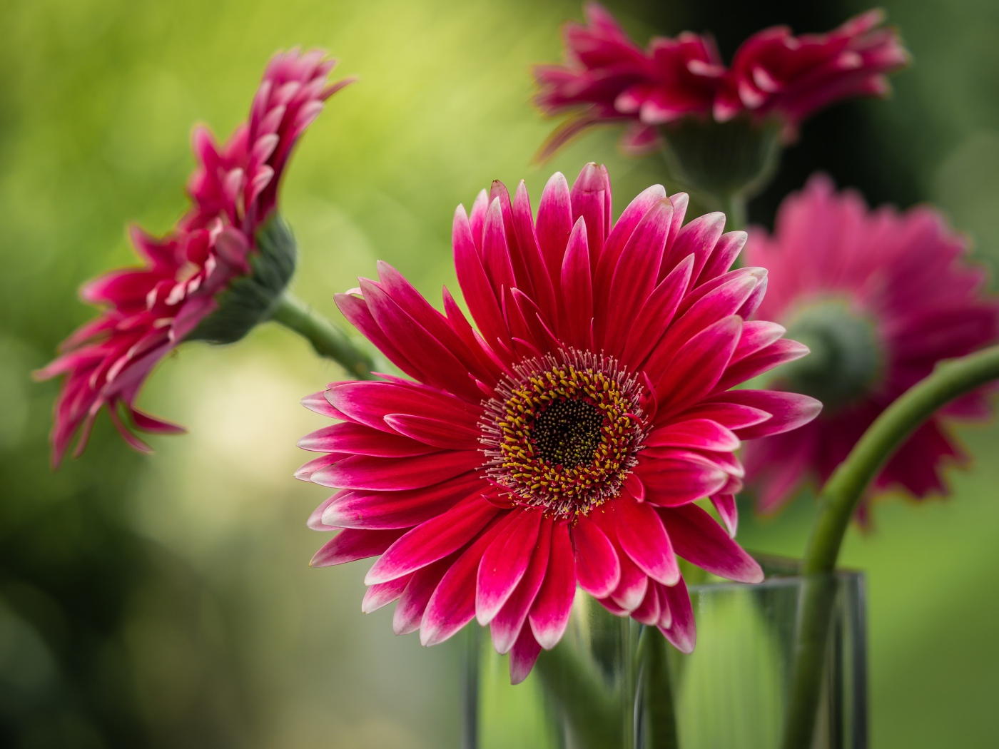 Букет розовых гербер в стеклянной вазе