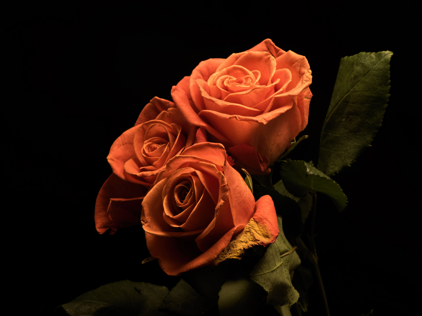 Букет розовых роз с зелеными лепестками на черном фоне