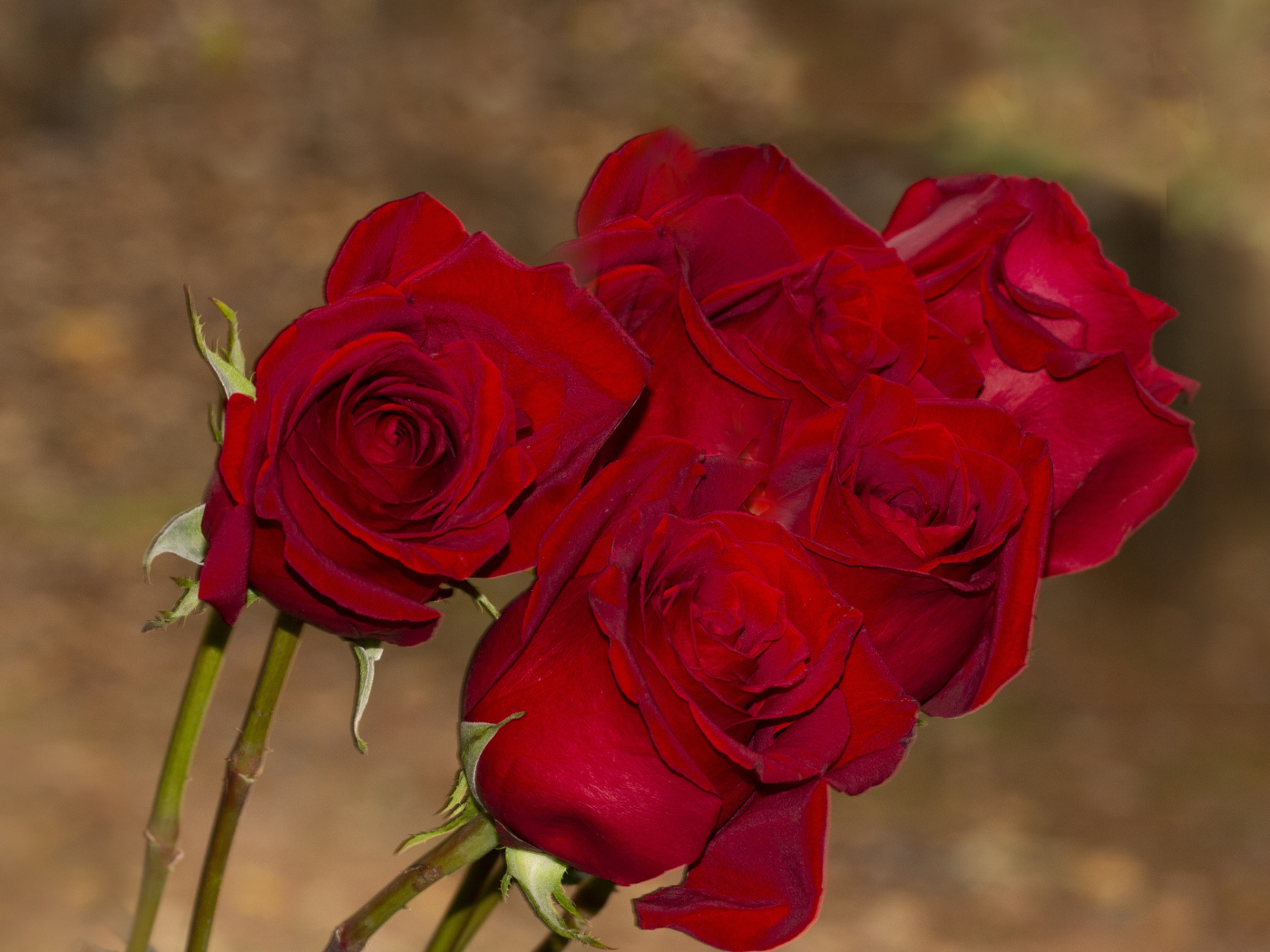 Букет алых роз крупным планом