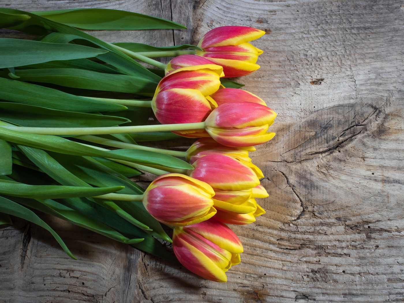 Букет красных тюльпанов с желтыми ободками на деревянном столе