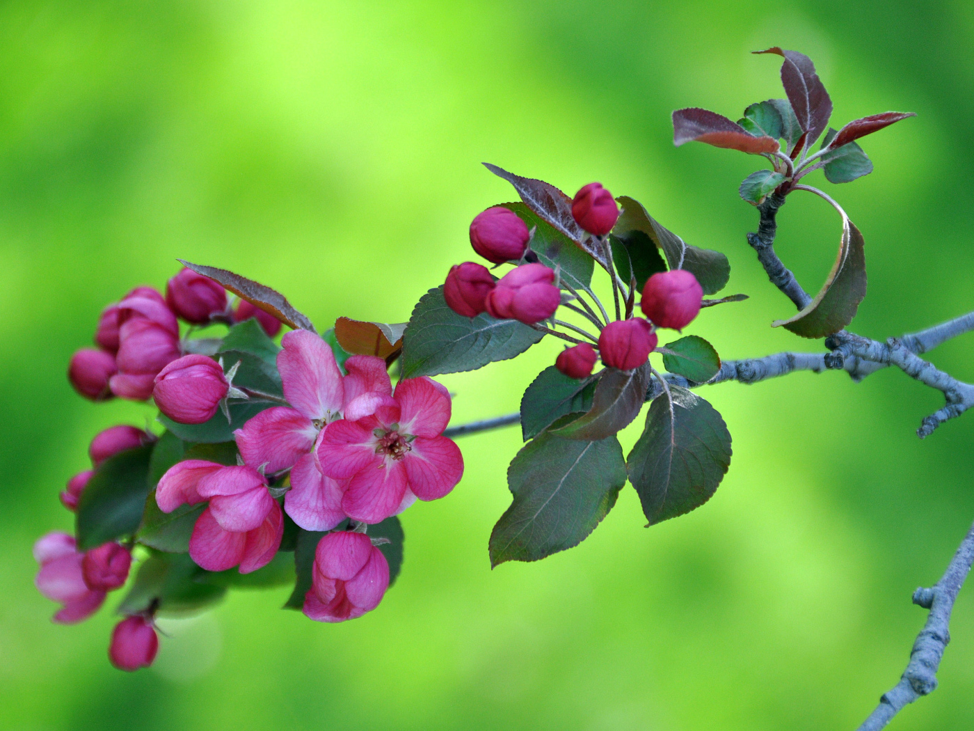 Ветка с розовыми цветами яблони на зеленом фоне