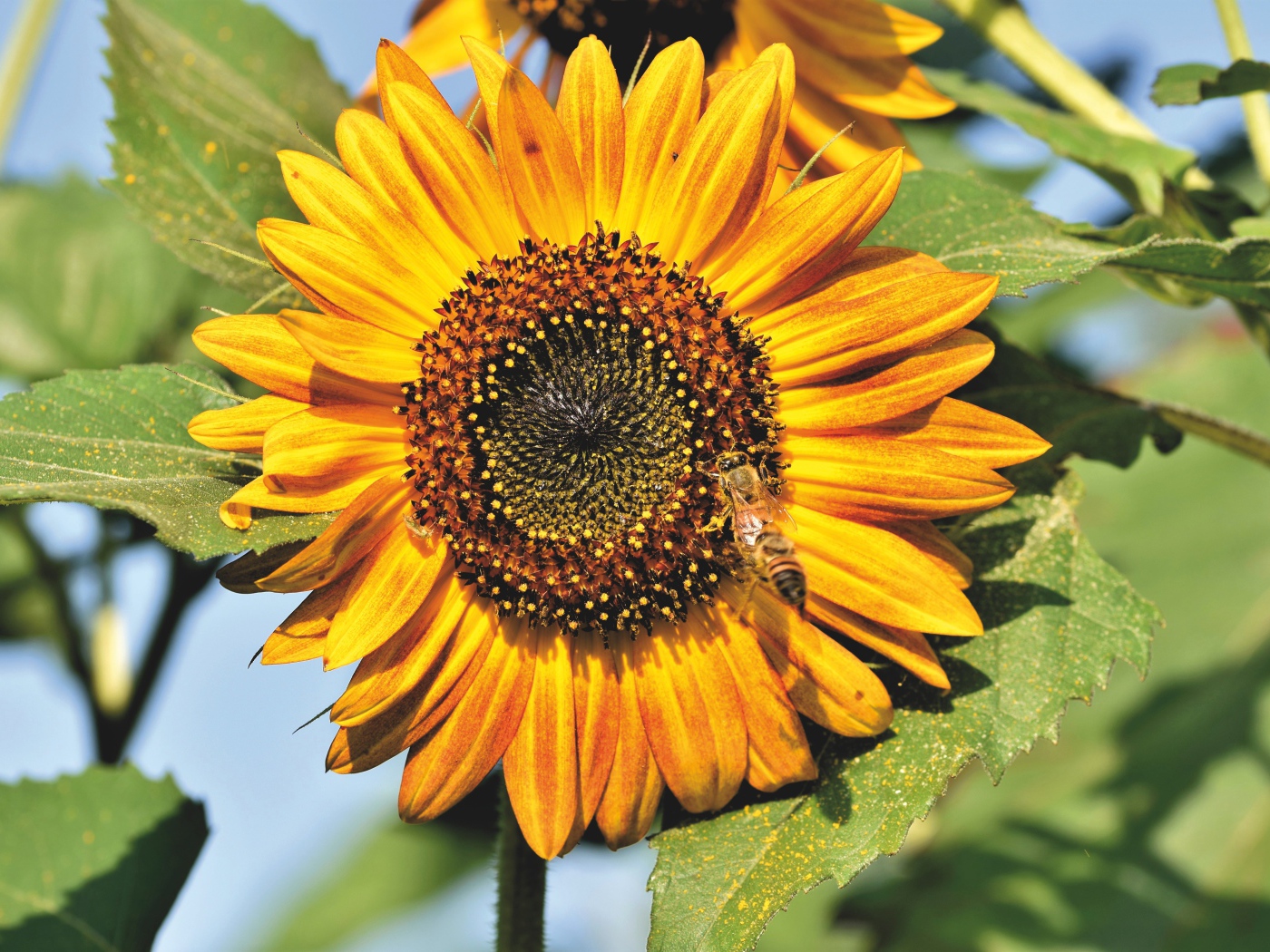 Яркий желтый подсолнух с зелеными листьями в лучах солнца