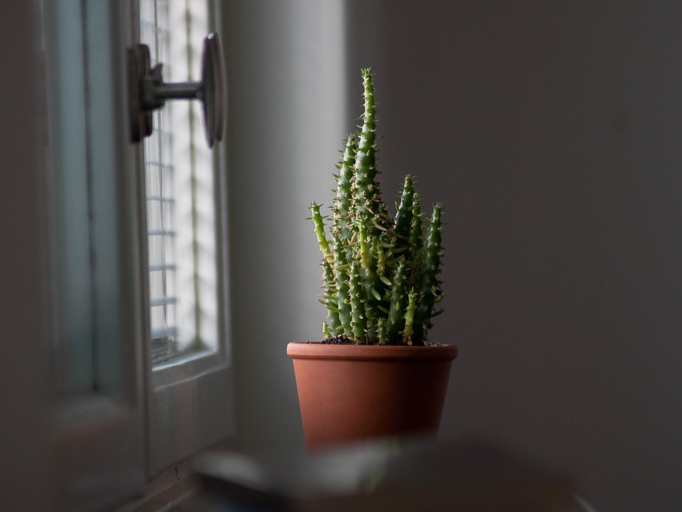Кактус в горшке у окна 