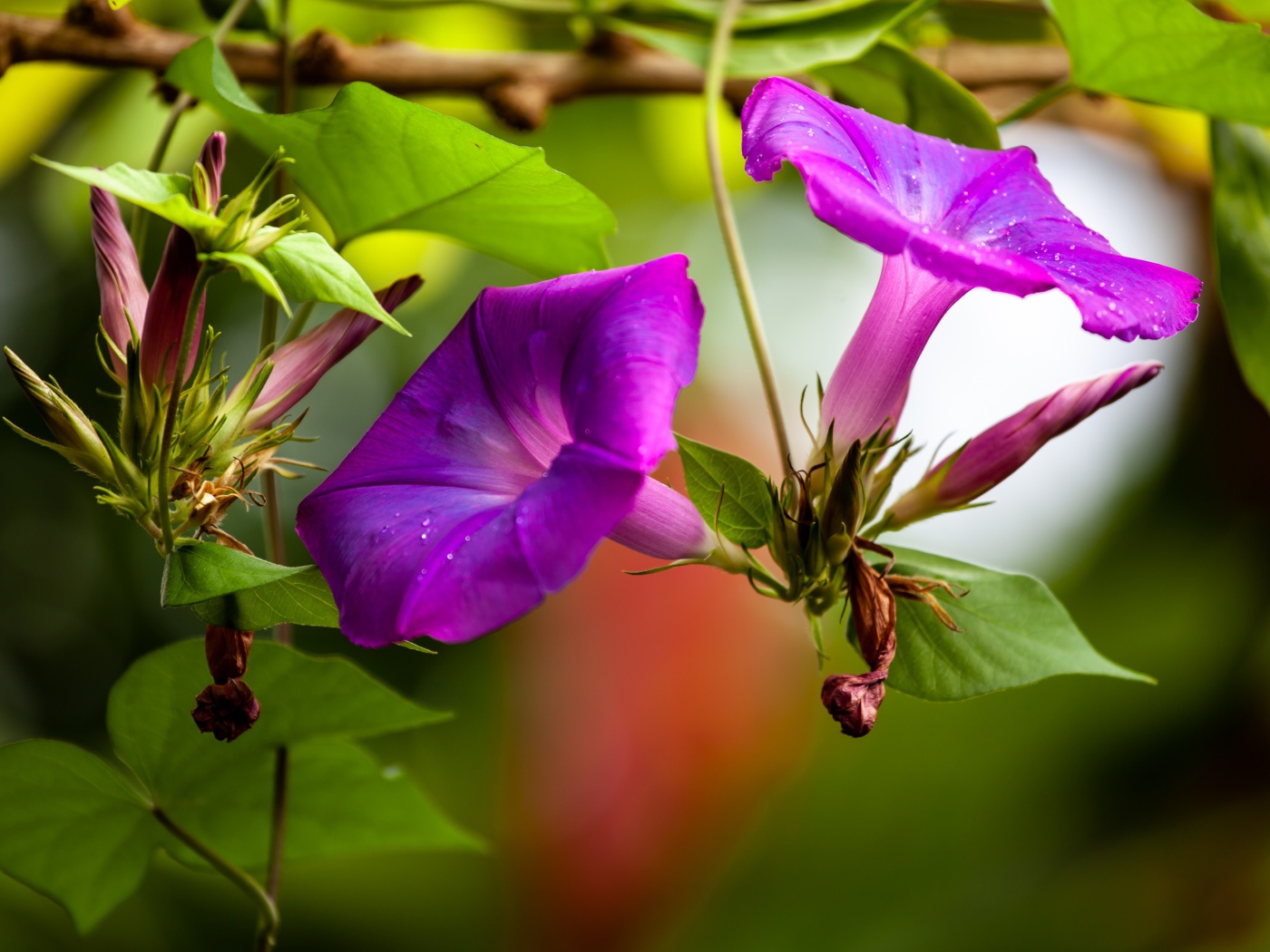 Цветы калачики с бутонами крупным планом