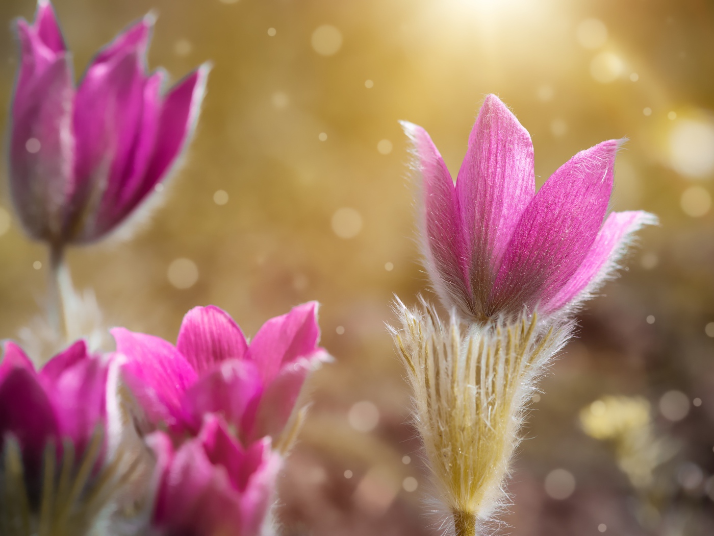 Розовые цветы прострела крупным планом 