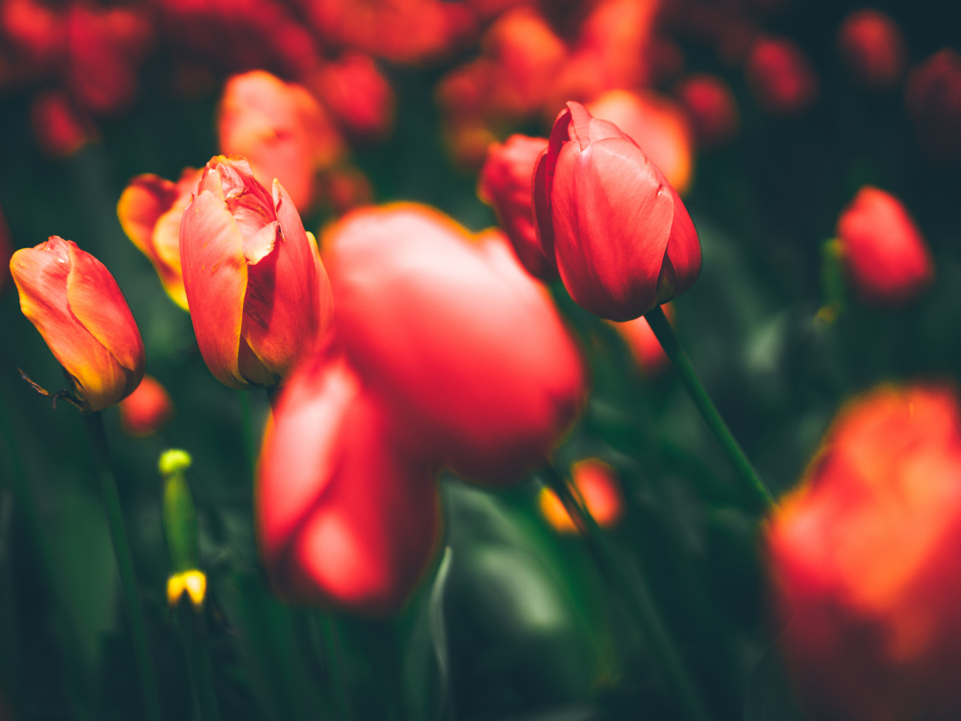 Закрытые красные тюльпаны на клумбе