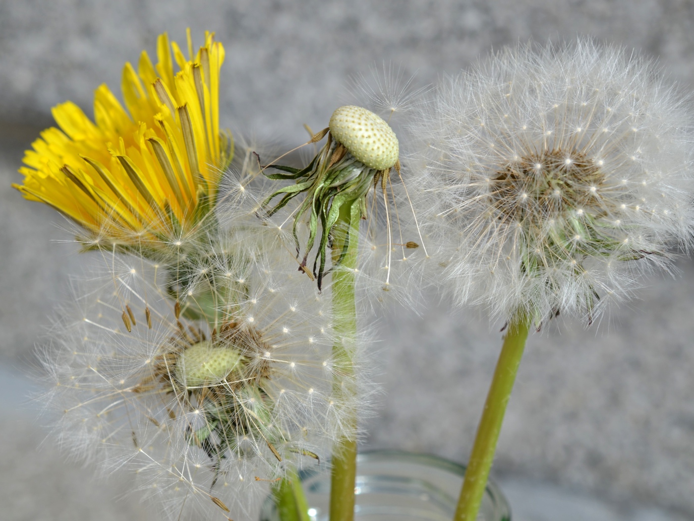 Цветы одуванчика в стеклянной банке 
