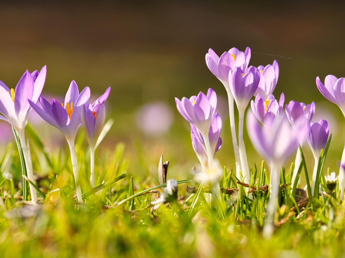 Нежные хрупкие цветы крокусов в лучах весеннего солнца