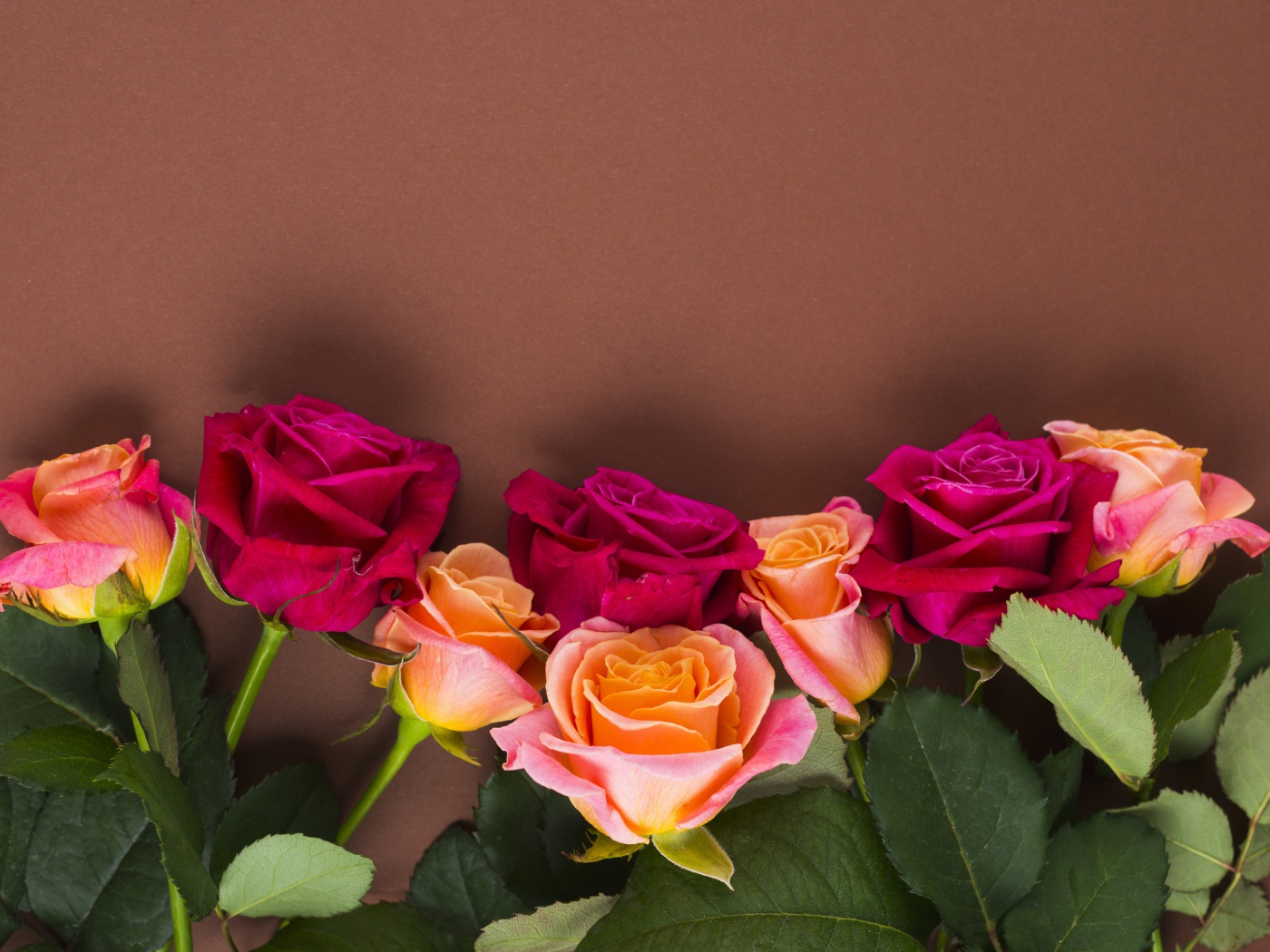 Нежные разноцветные розы на коричневом фоне