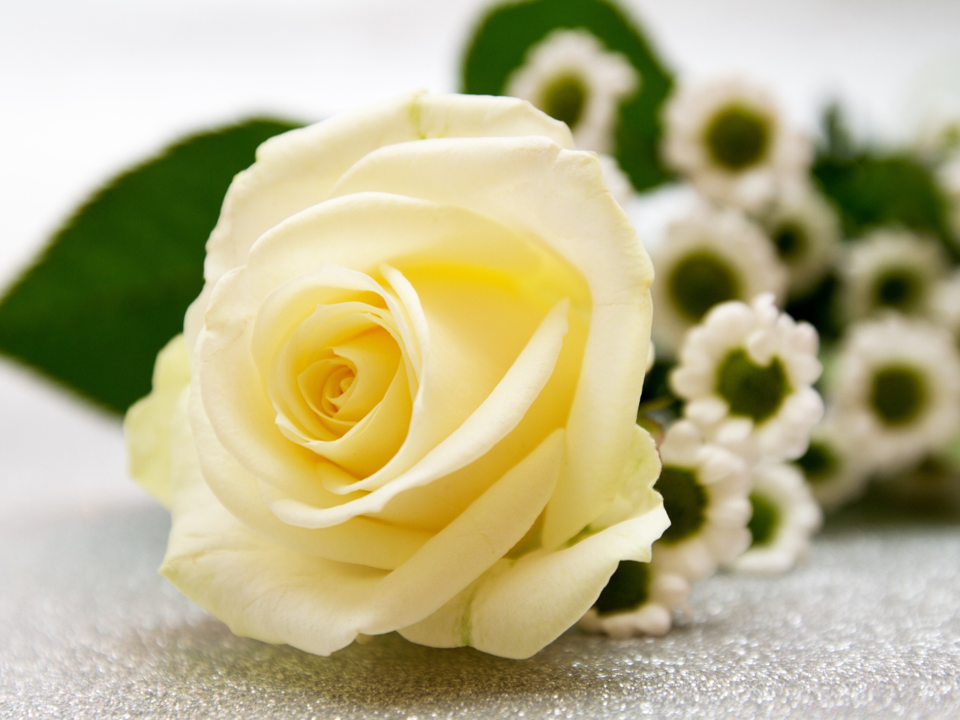 Нежная белая роза лежит на столе с ромашками