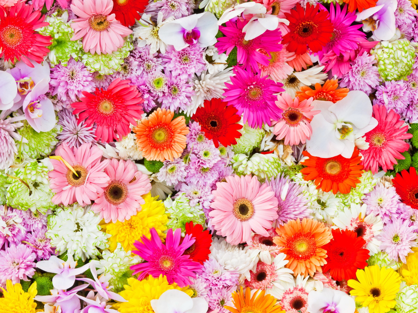 Разные разноцветные цветы крупным планом