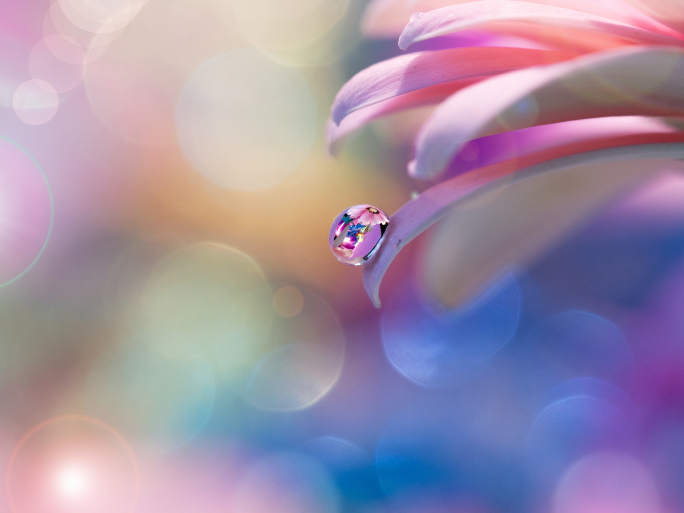 Капля росы на розовом лепестке 