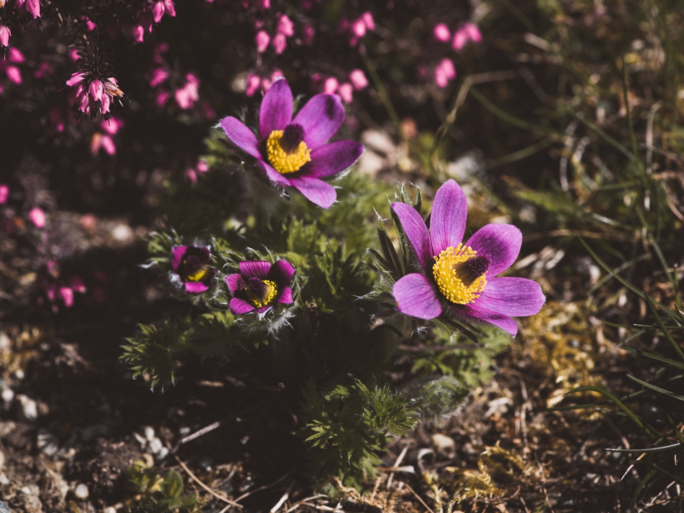 Цветы прострел луговой на поле  