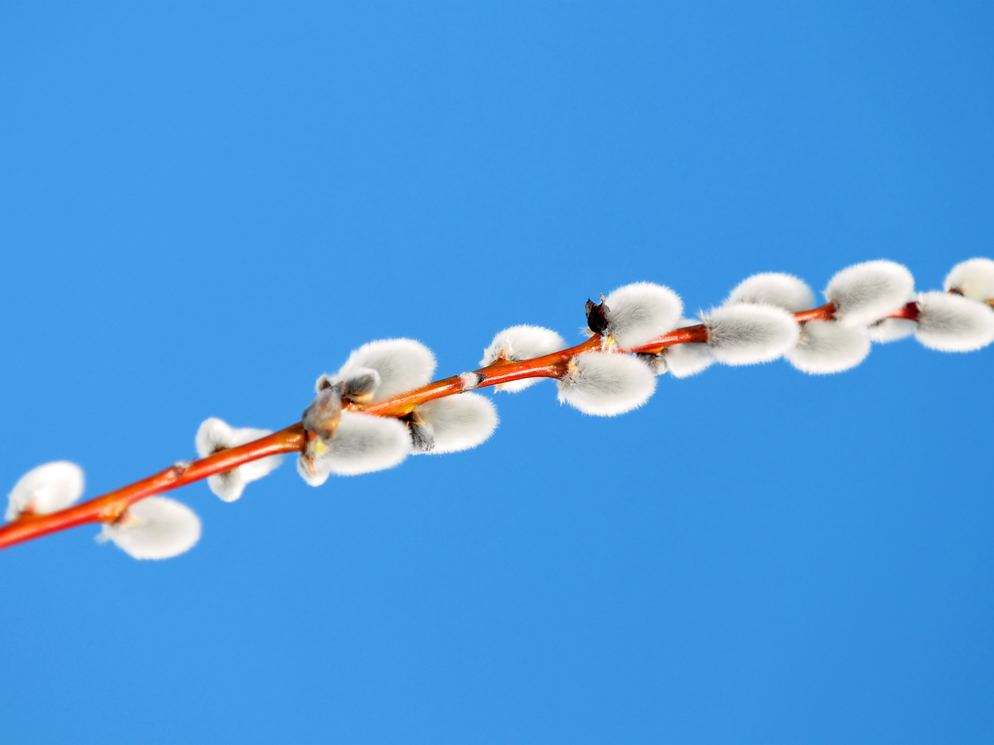 Пушистая ветка вербы на голубом фоне