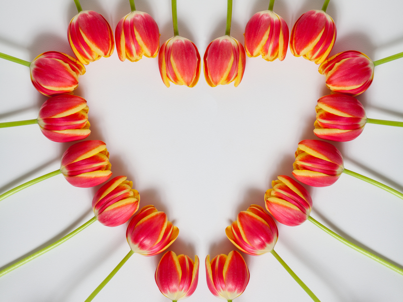 Сердце из красных тюльпанов на сером фоне