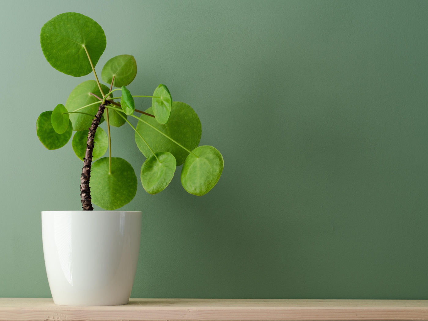 Комнатный цветок в белом горшке у стены