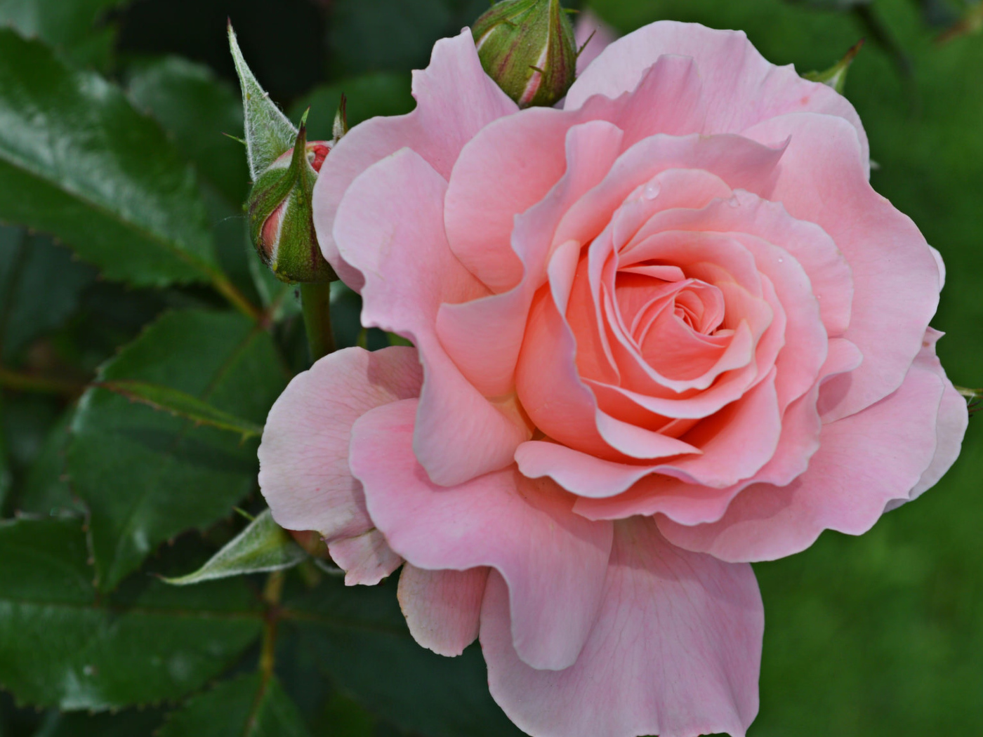 Большая розовая роза с бутонами на клумбе