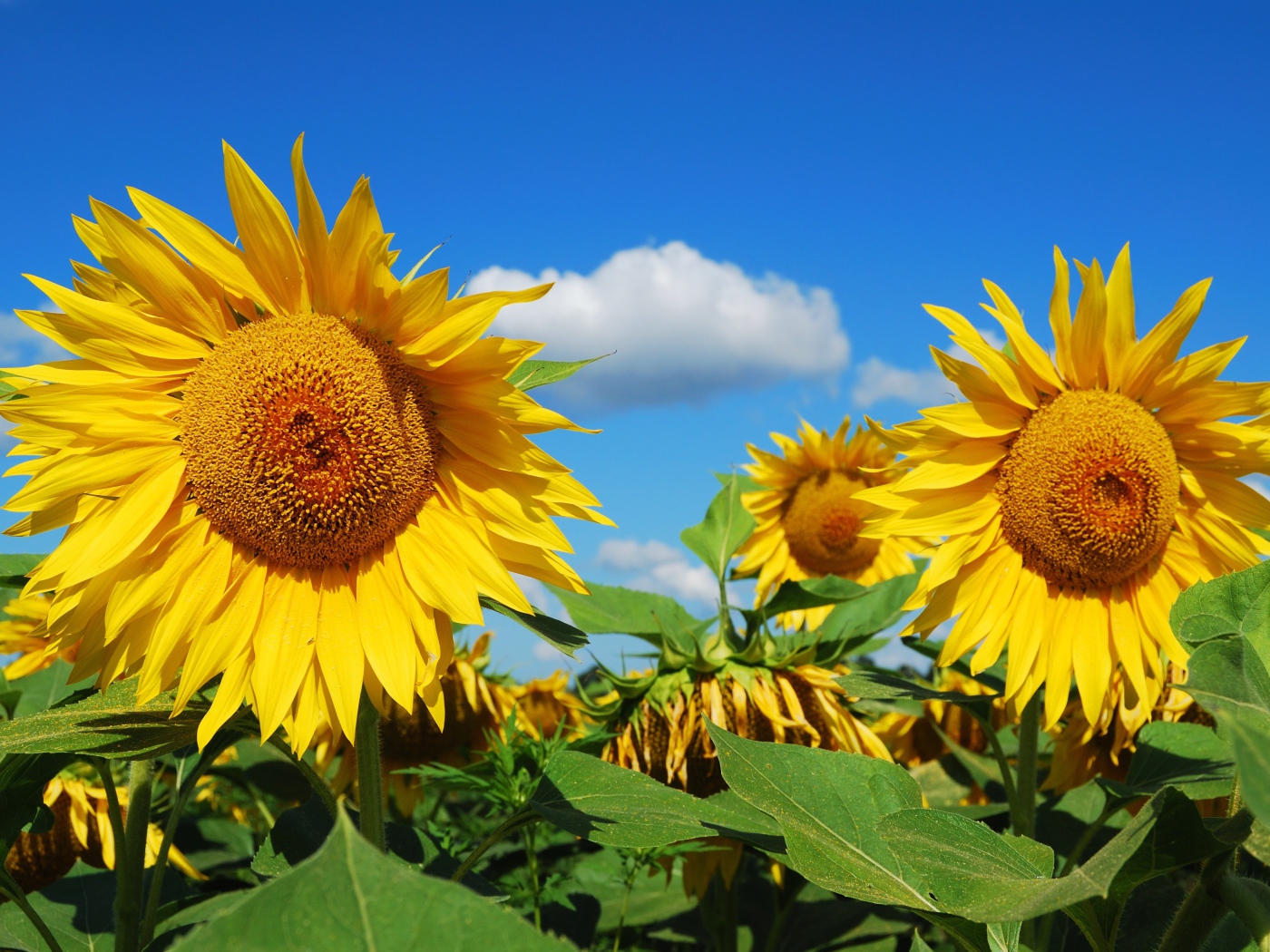 Большие желтые цветущие подсолнухи на поле 