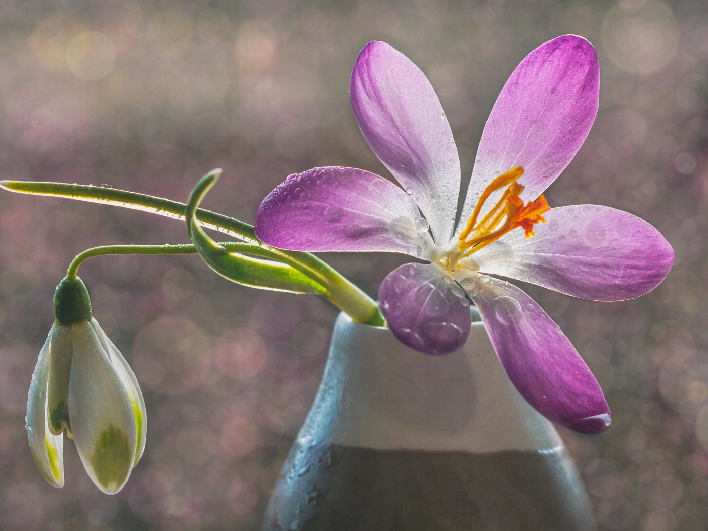 Сиреневый цветок крокуса в вазе с белым подснежником