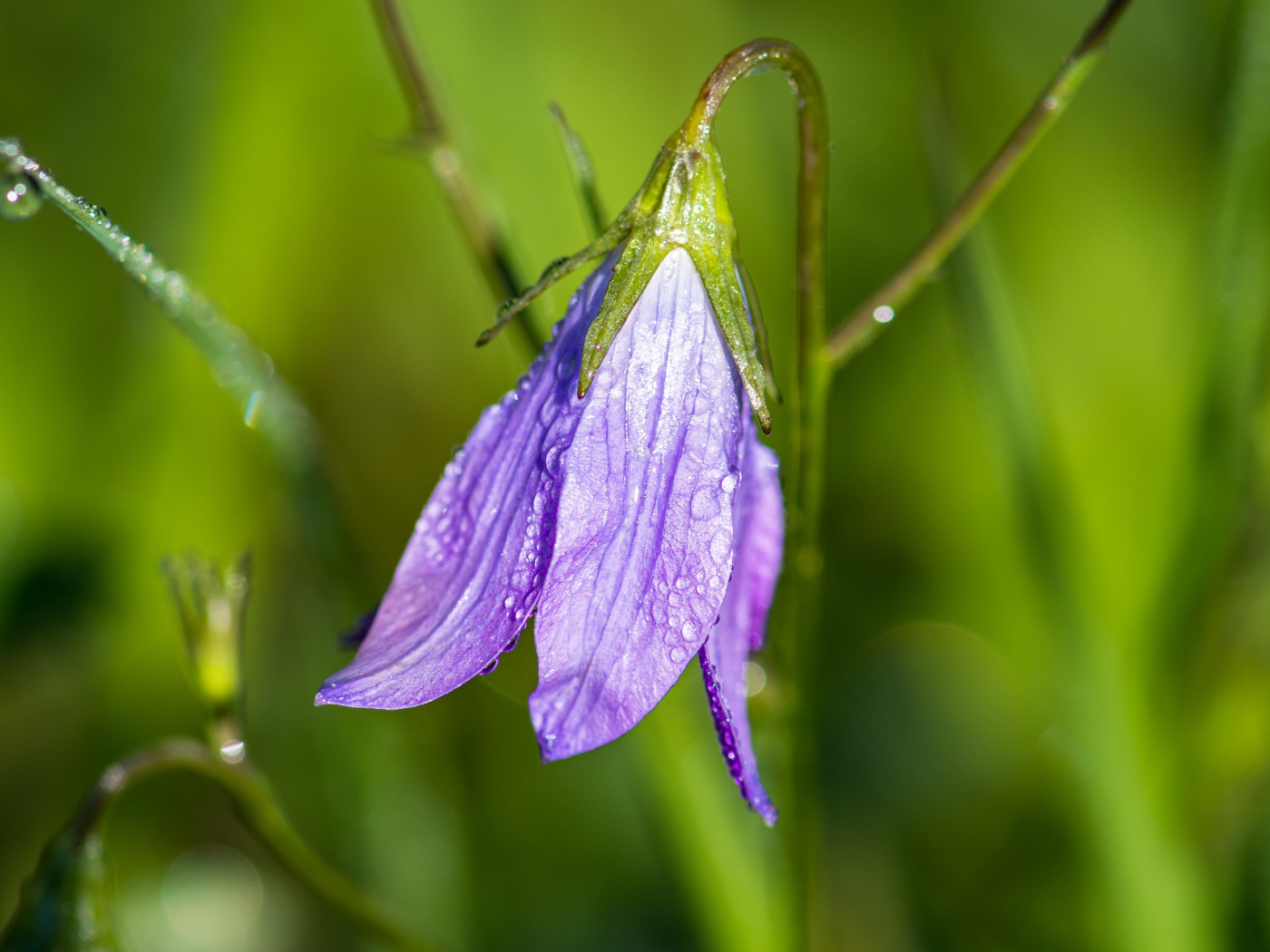 Сиреневый цветок колокольчик в каплях росы