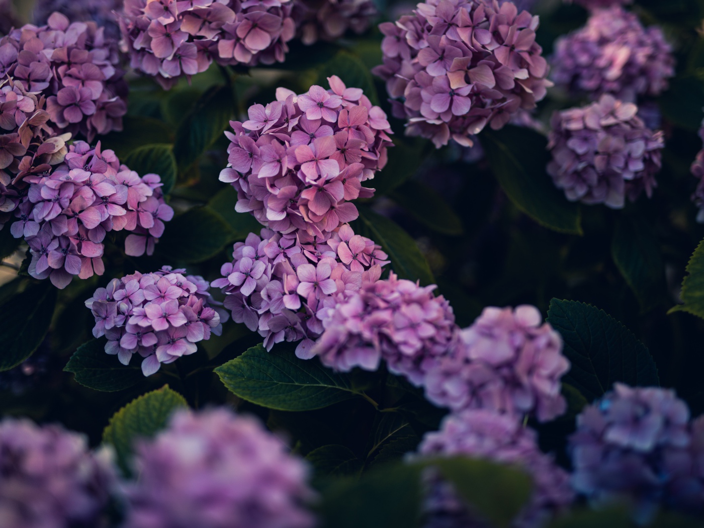 Сиреневые цветы гортензии в саду