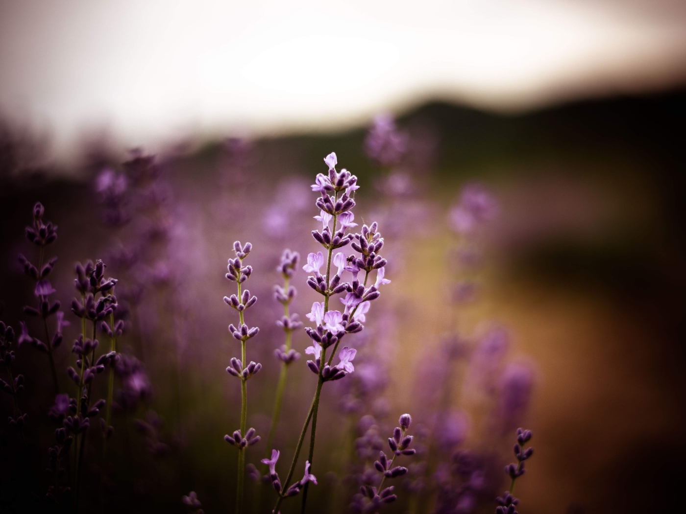 Сиреневые цветы лаванды крупным планом 