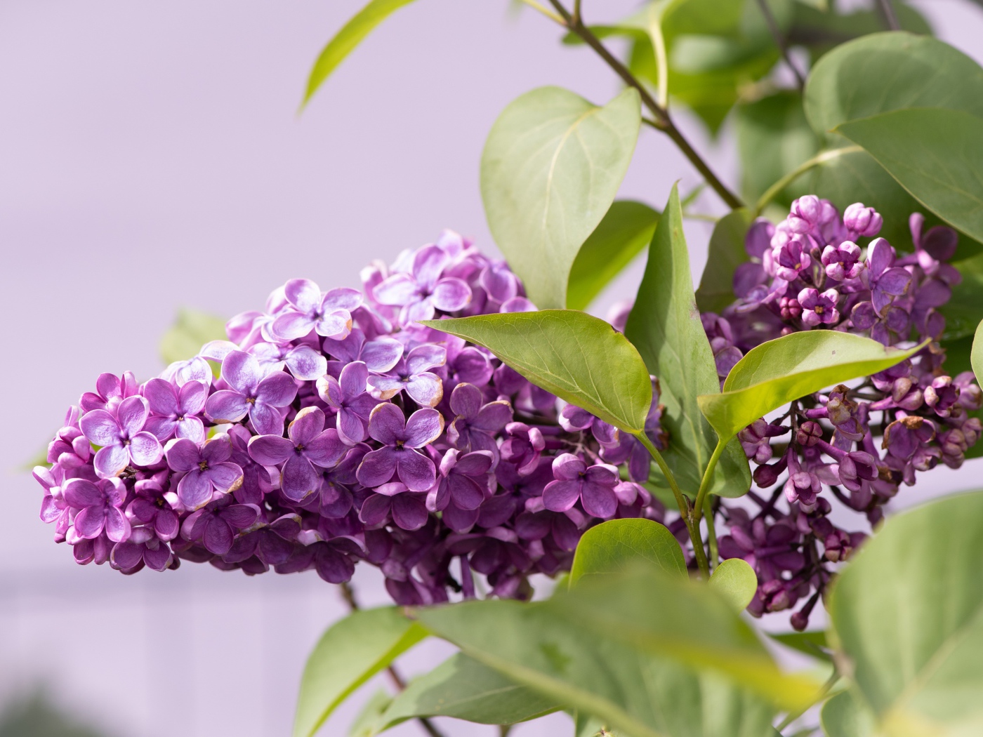 Сиреневые цветы сирени в зеленых листьях крупным планом