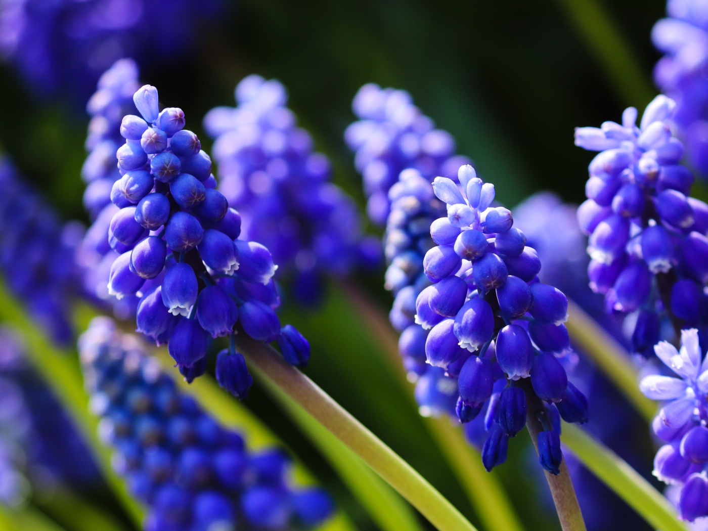 Маленькие синие цветы мускари в лучах солнца