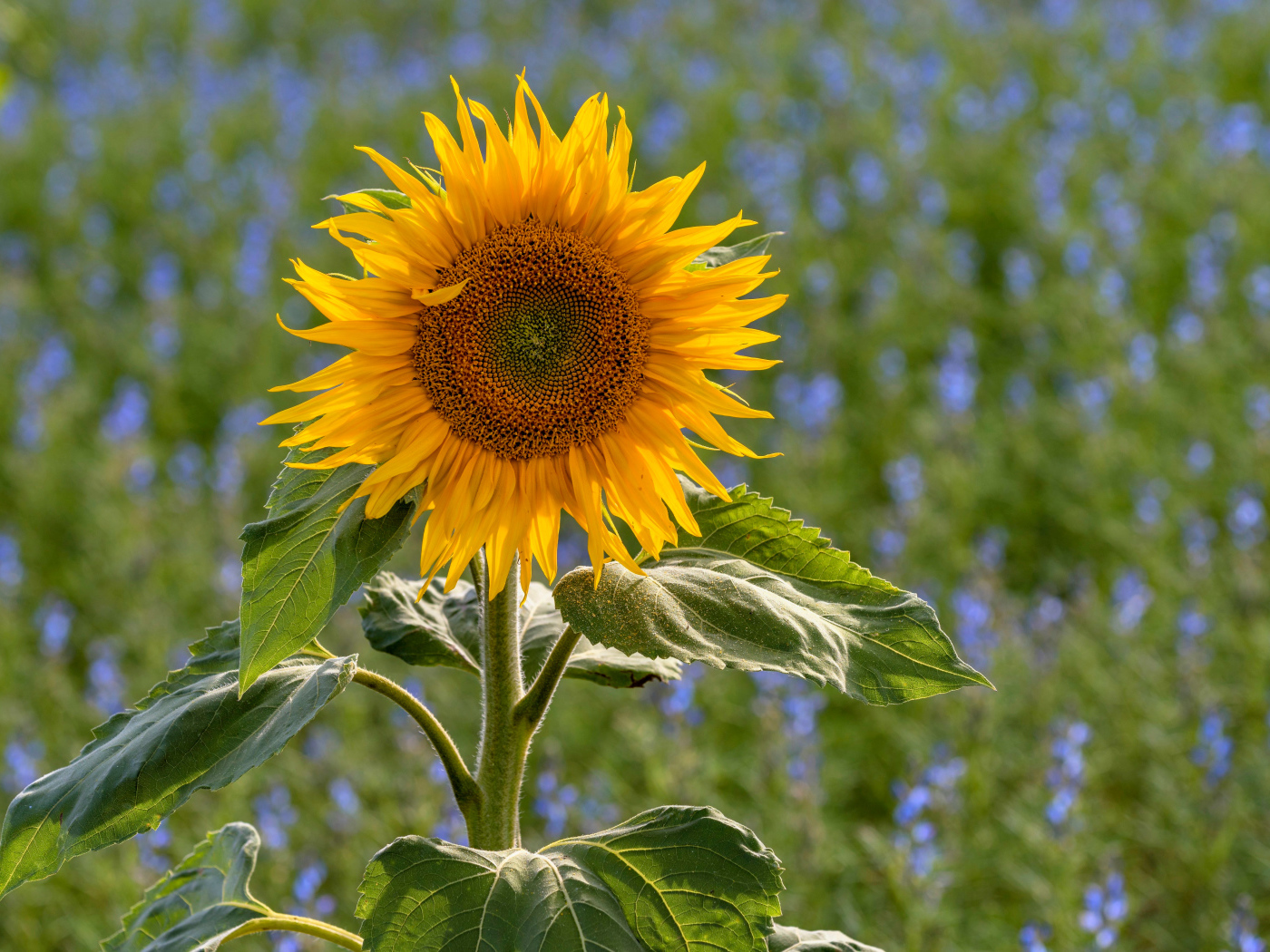 Одинокий подсолнух на поле с голубыми цветами