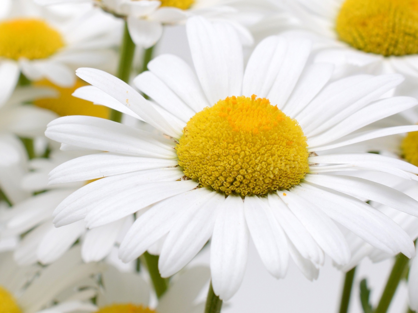 Много белых ромашек с желтой серединкой крупным планом