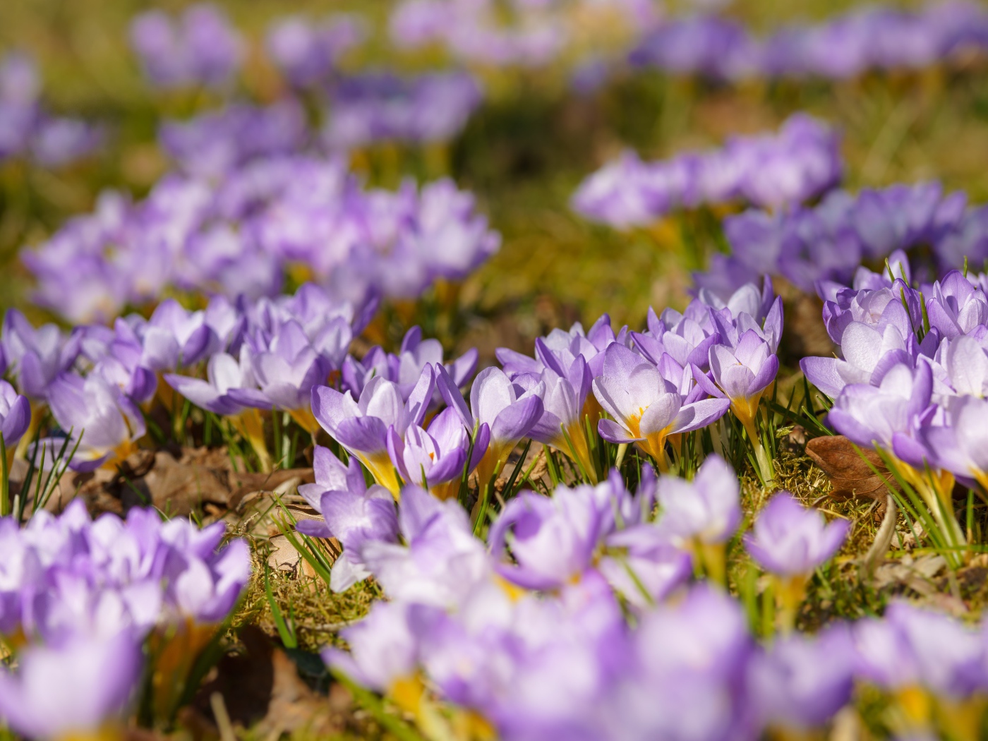 Много красивых сиреневых цветов крокуса на поляне