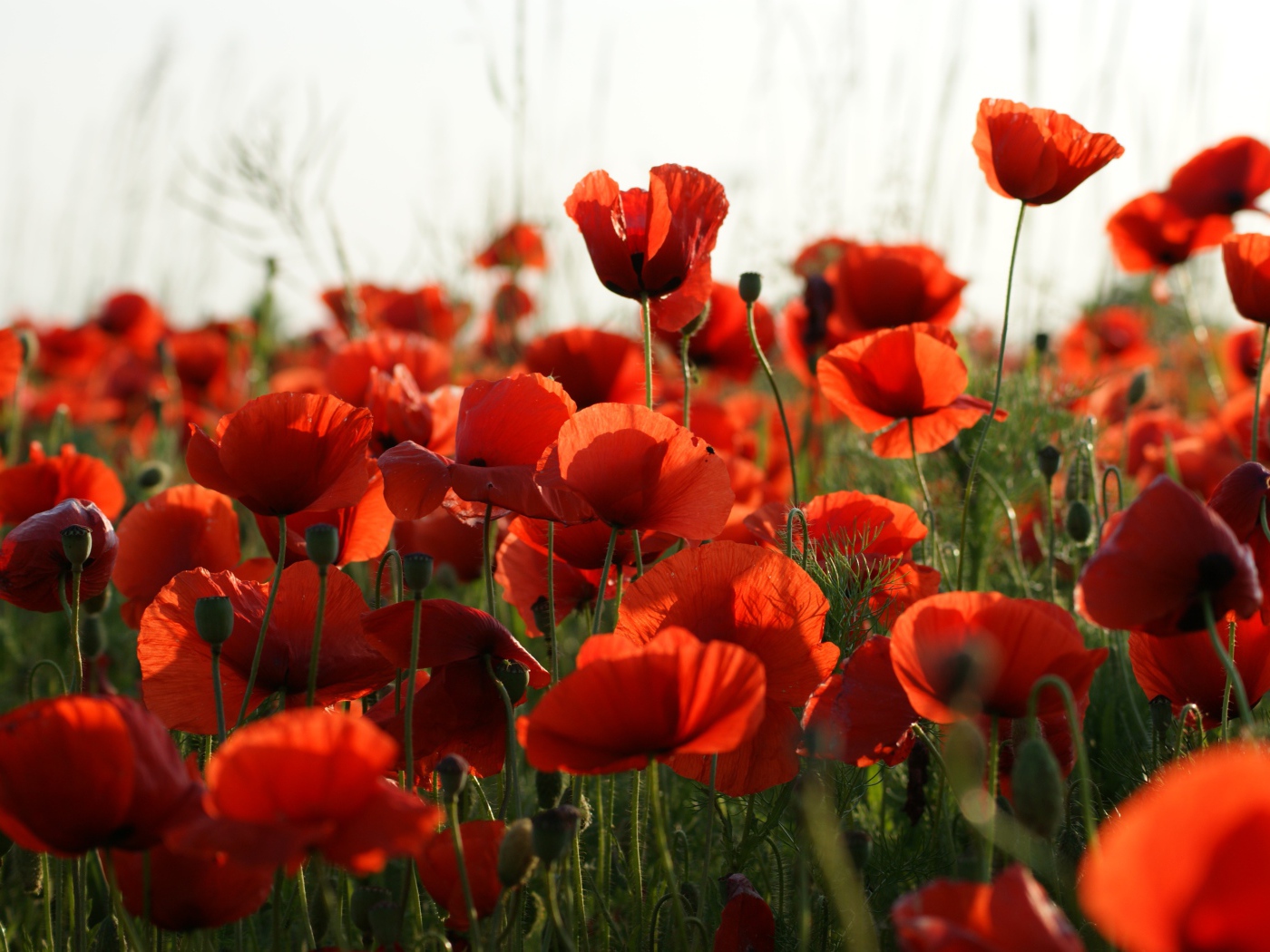 Много красивых красных полевых маков 