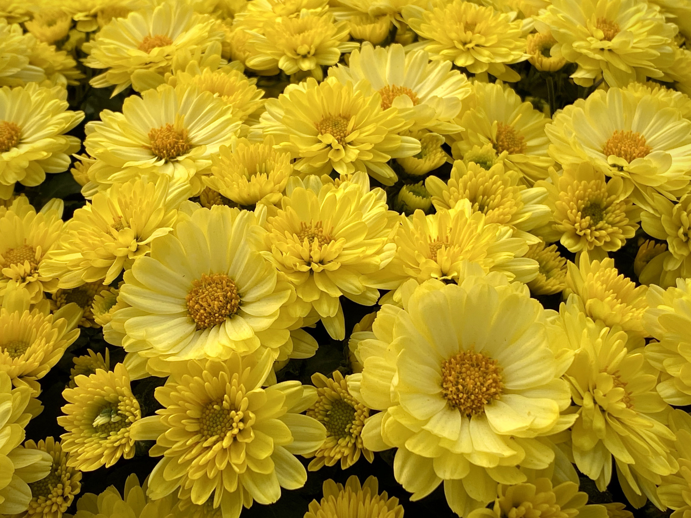 Много красивых желтых цветов хризантемы 