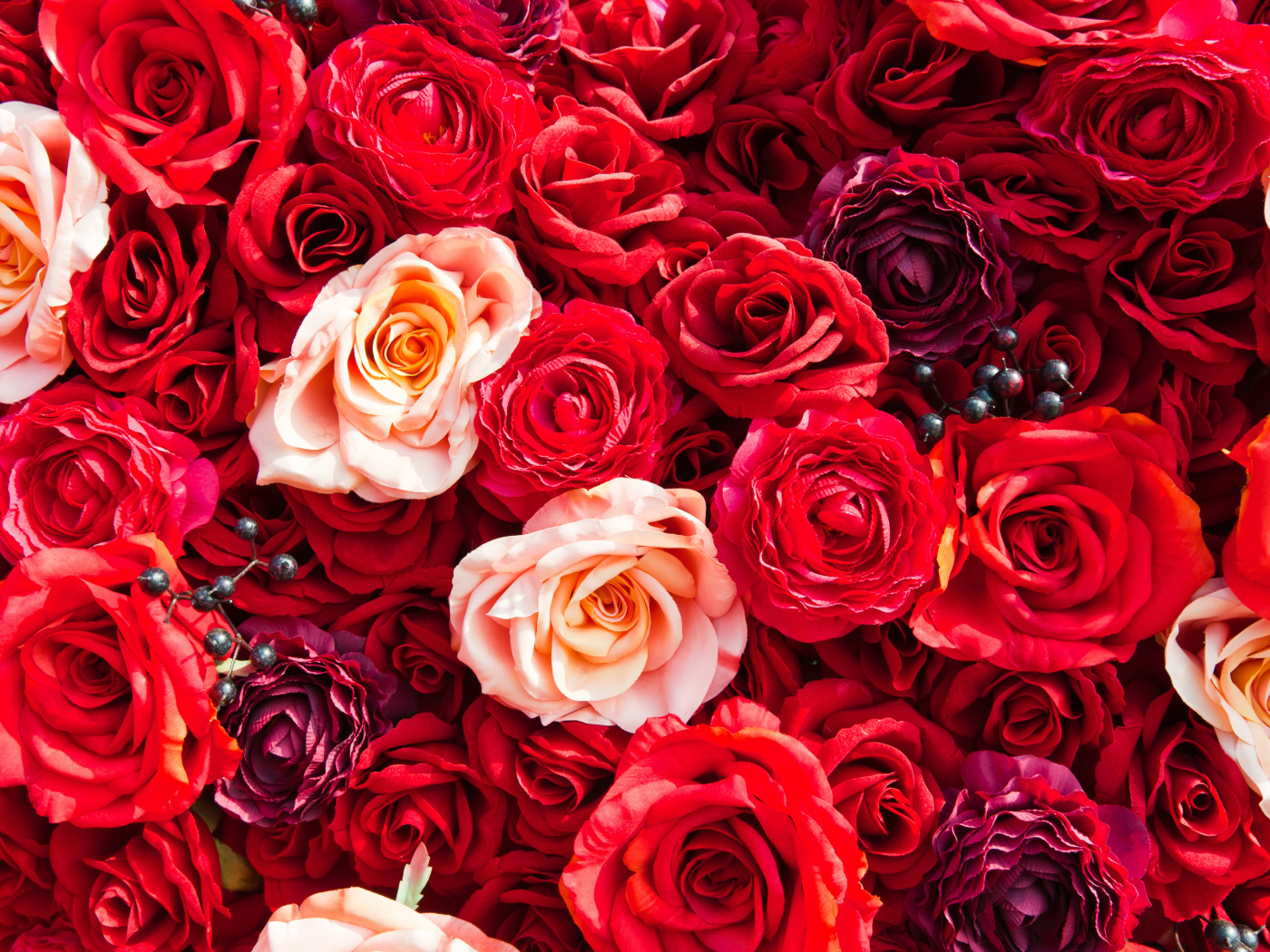 Много разноцветных красных роз вблизи