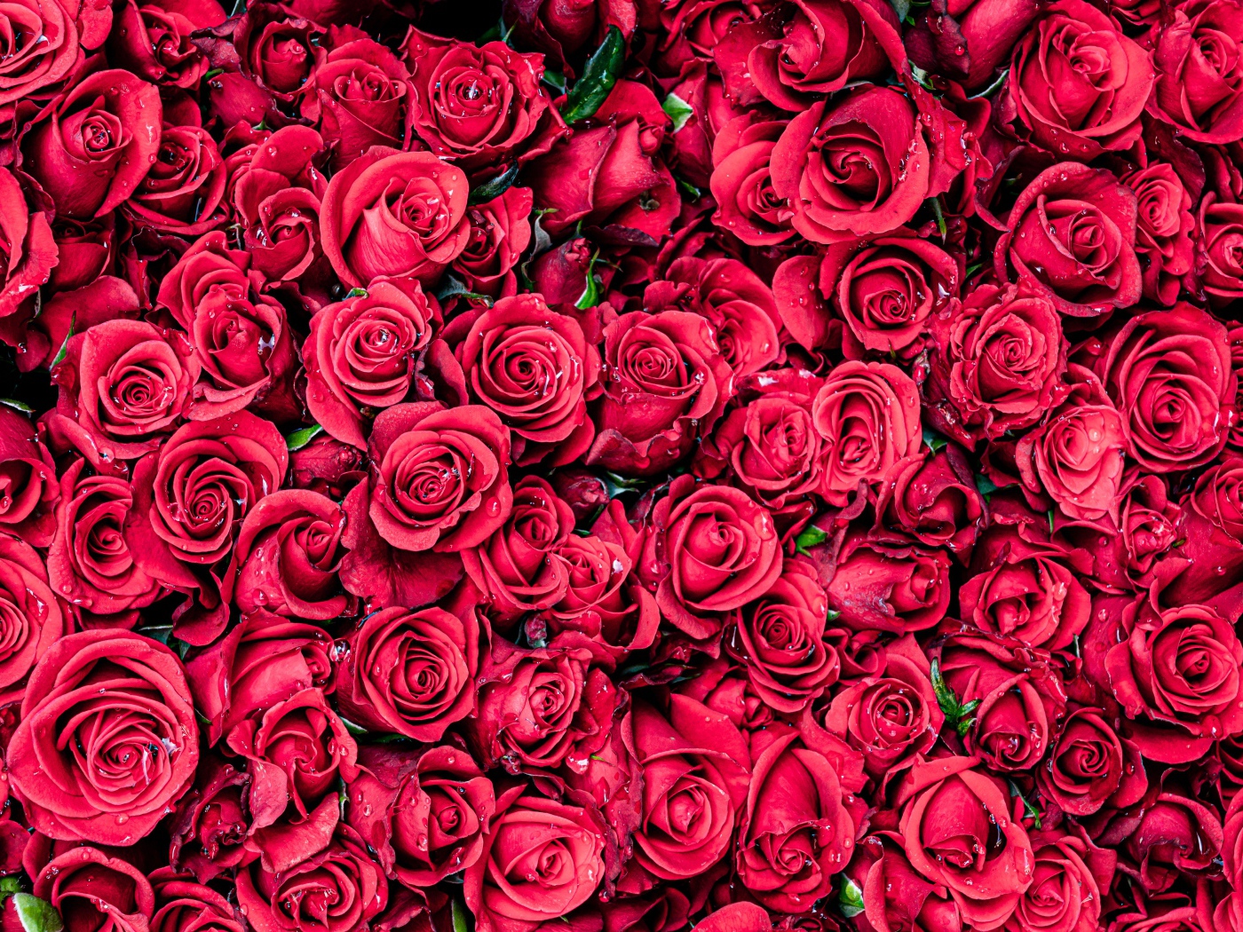 Много красных цветков розы крупным планом