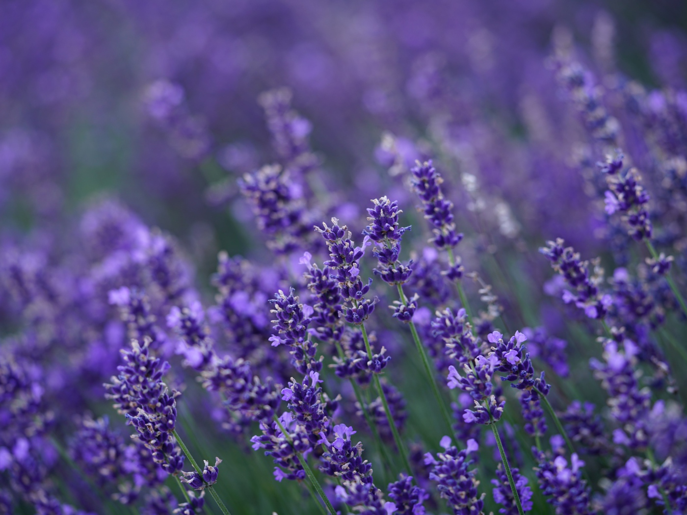 Много мелких цветов лаванды крупным планом