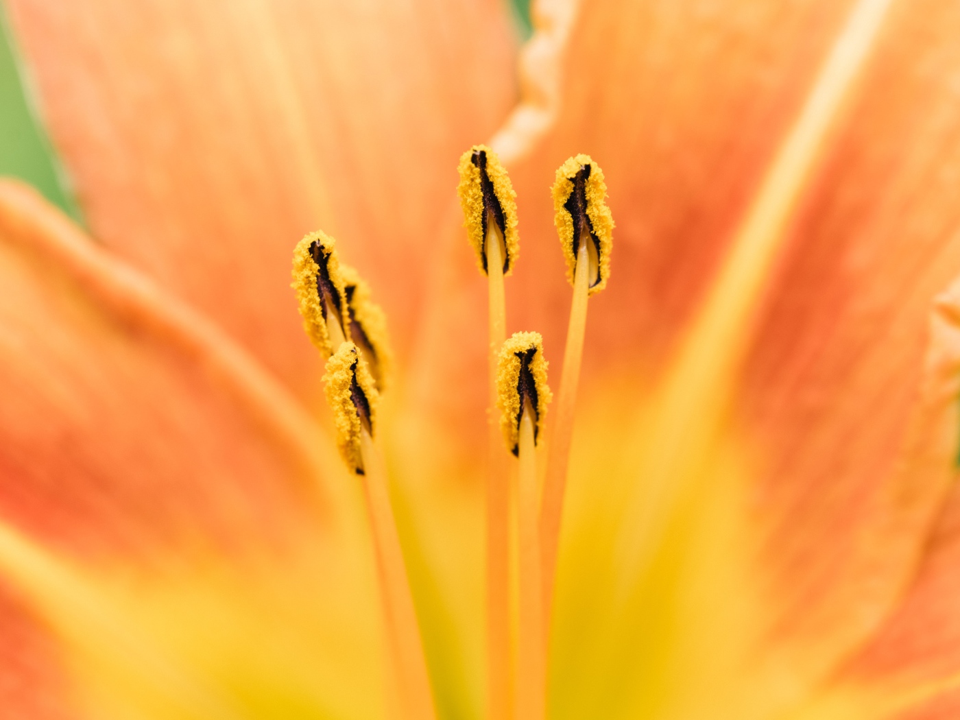 Середина оранжевого цветка лилии крупным планом 