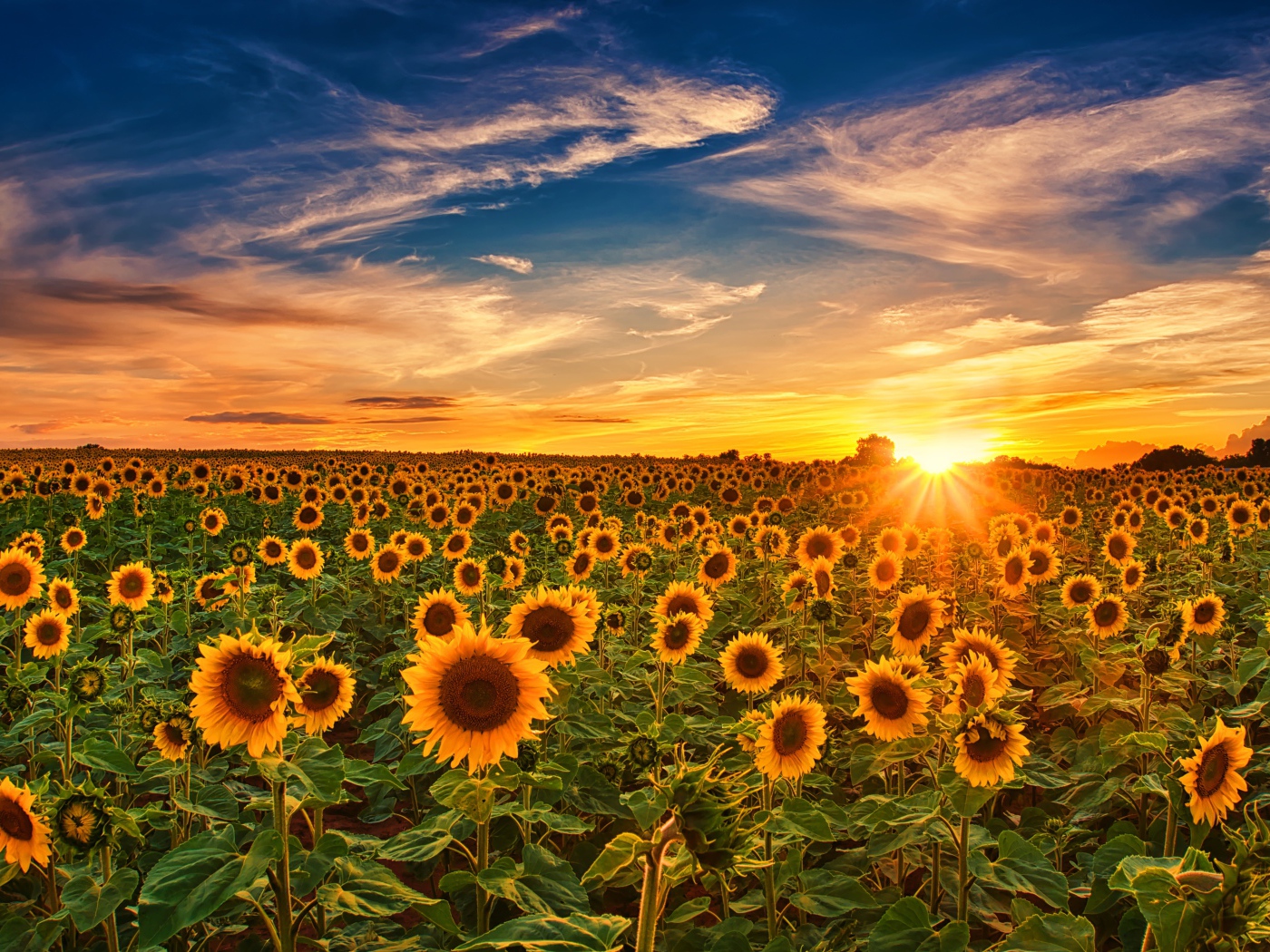 Больше поле с цветущими подсолнухами на закате солнца