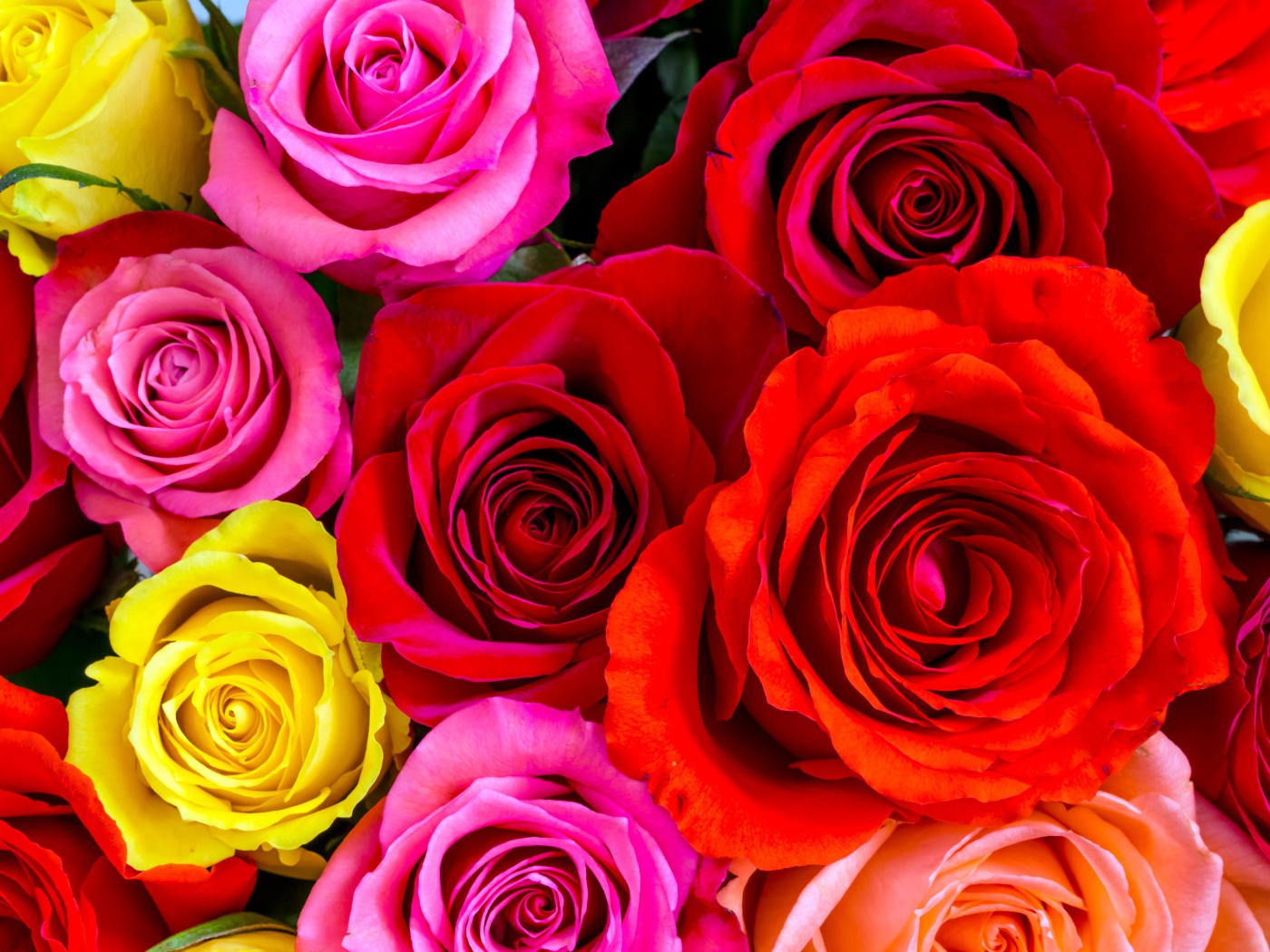Разноцветные розы крупным планом