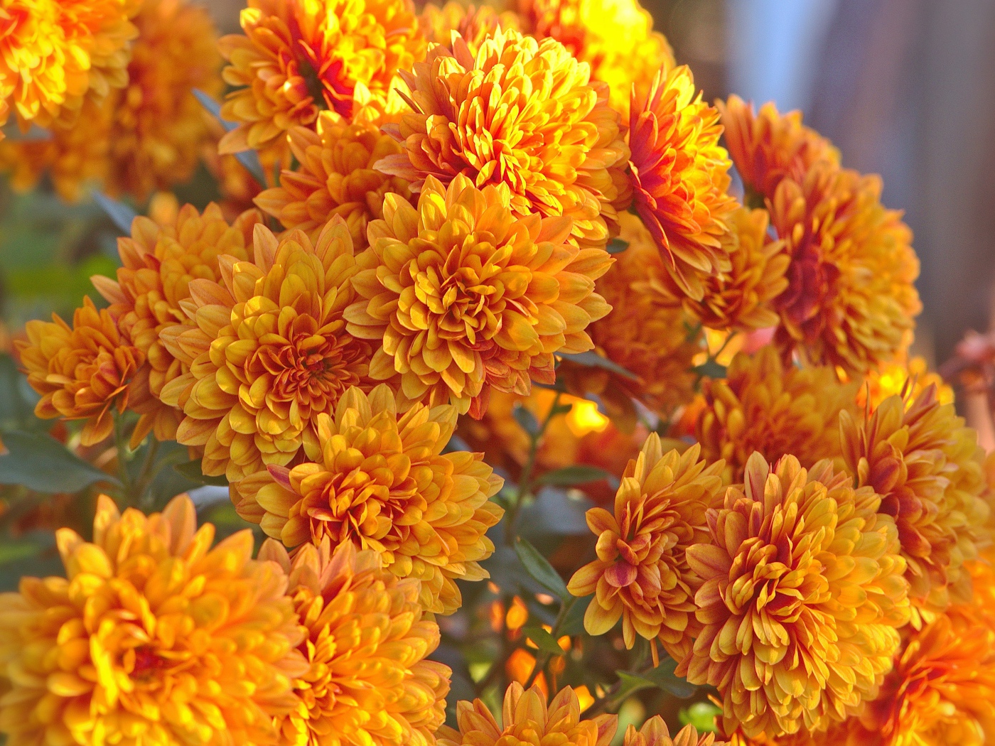 Оранжевые осенние цветы хризантемы крупным планом 