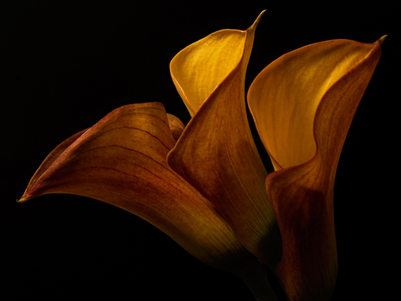 Оранжевые цветы каллы на черном фоне крупным планом