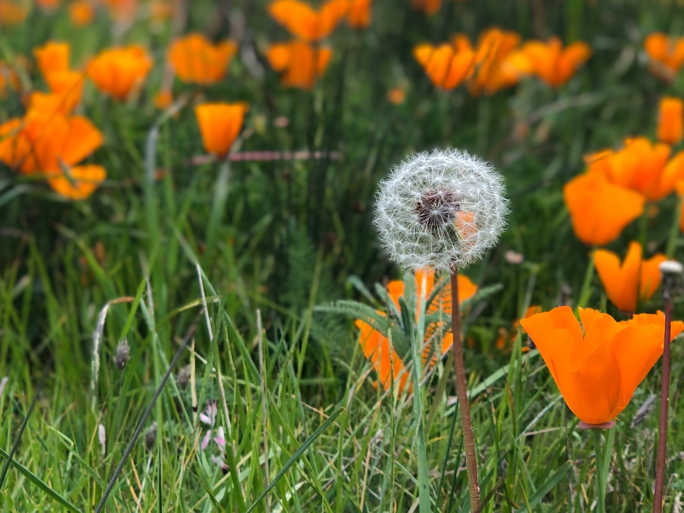 Оранжевые цветы эшшольции с белым одуванчиком