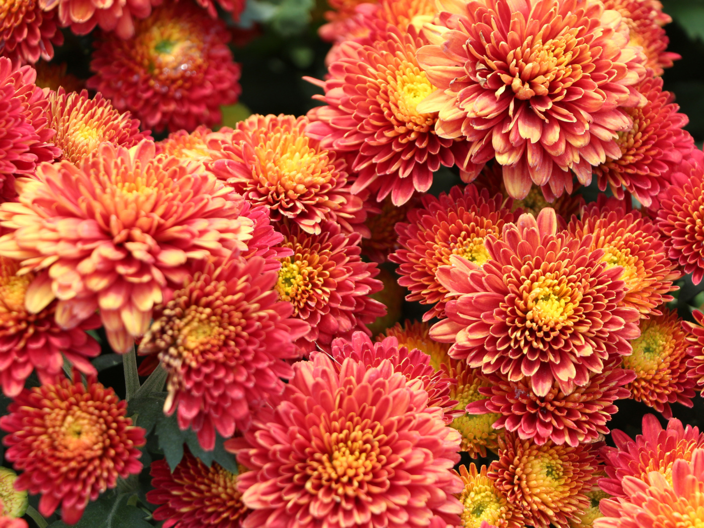 Оранжевые пушистые хризантемы крупным планом